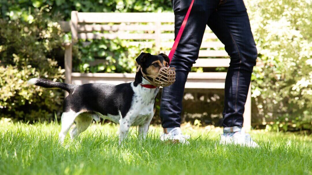 Dog aggressive store to house visitors